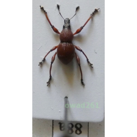 Neopyrgops sp. Heller, 1913 Philippines88a